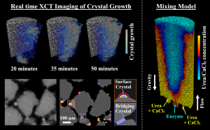 Graphical abstract for The influence of density driven mixing mechanisms on ureolysis induced carbonate precipitation.